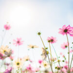 printemps printemps